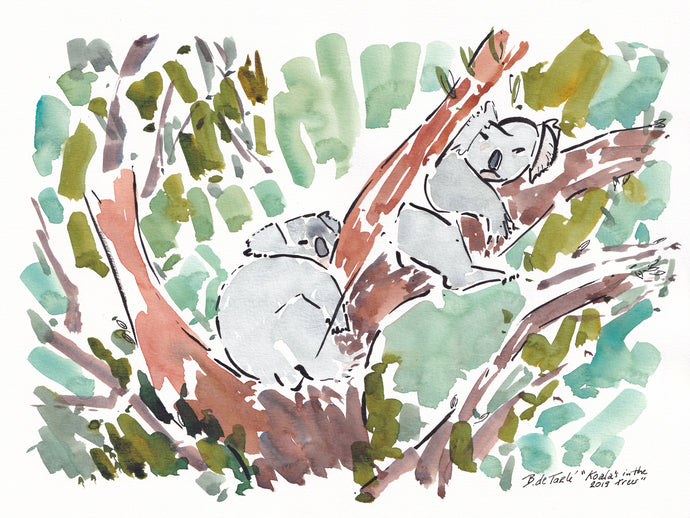 Two sleepy Koalas