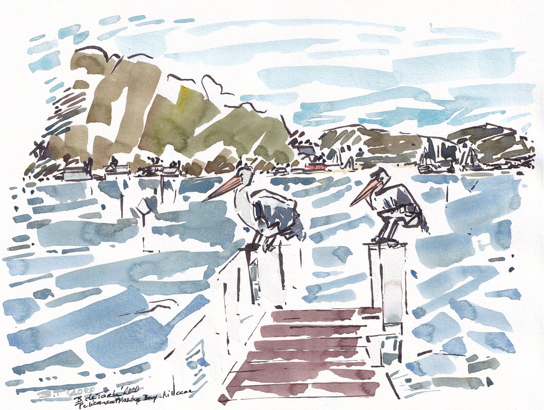 Pelicans at Hardys Bay