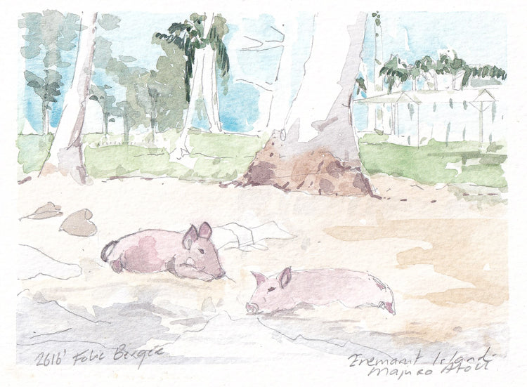 Pigs on Enemanit Island Majuro Atoll